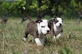 AMSTAFF  PUPPIES 085
